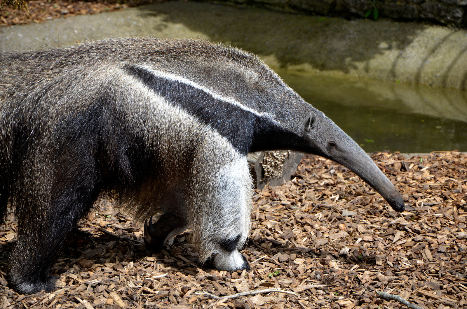Roaming Giant Anteater