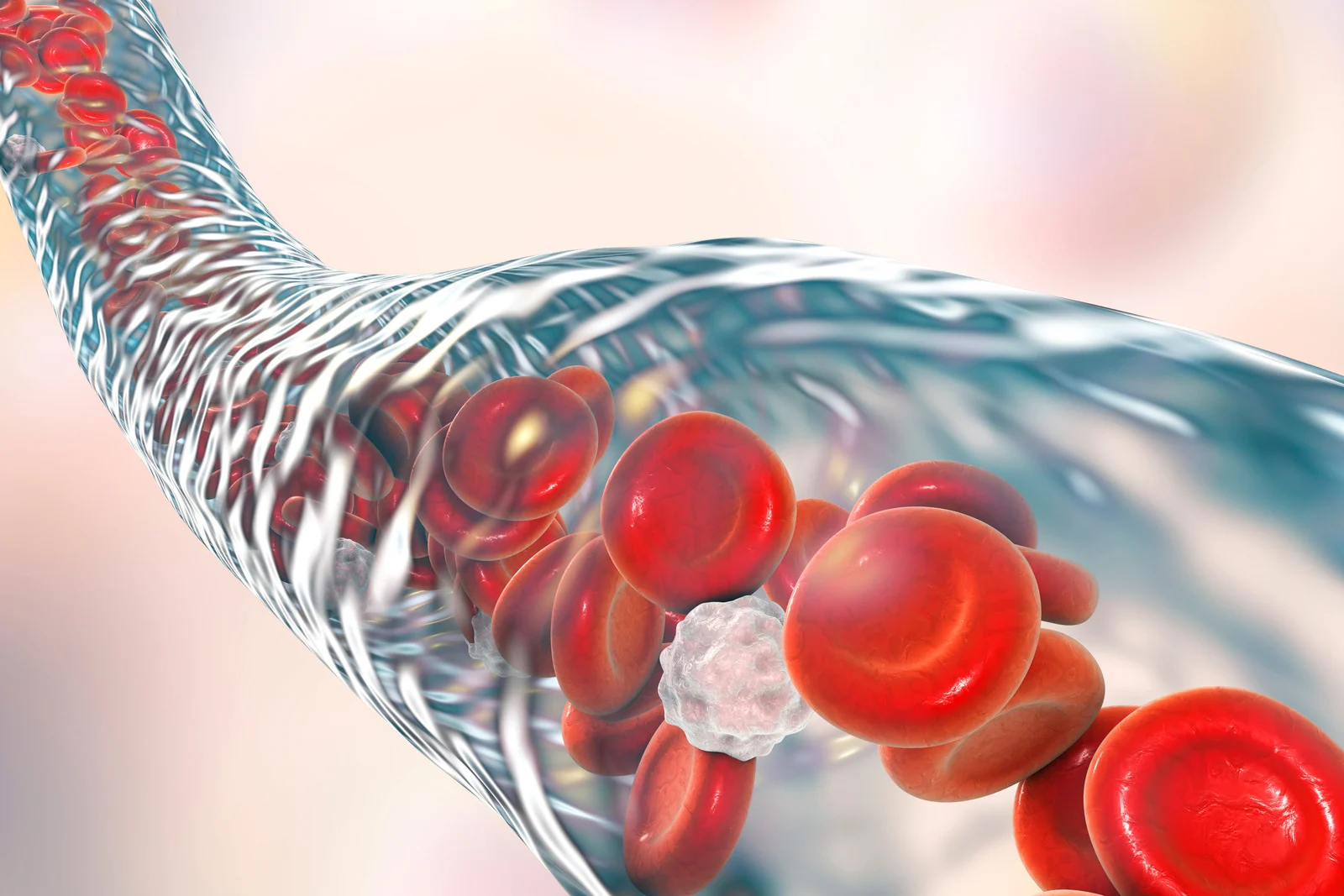 Blood Vessel With Blood Cells