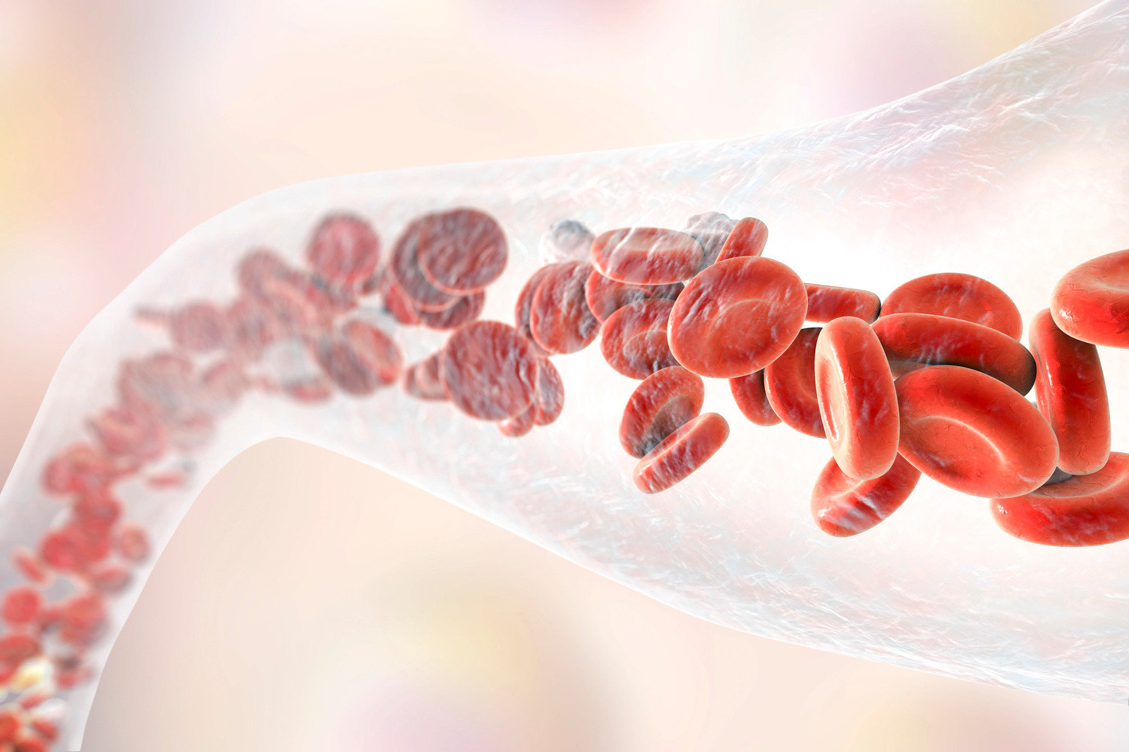 Blood Vessel With Blood Cells
