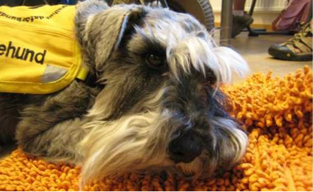 Nos Med Koll Pa Blodsocker Bild