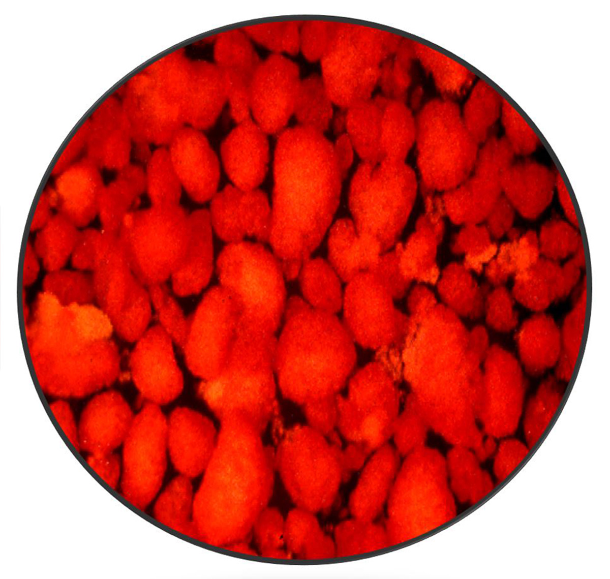 pancreatic islet cells