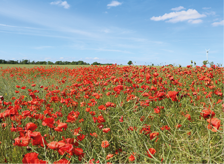 Midsommar 2024 Liten Bild